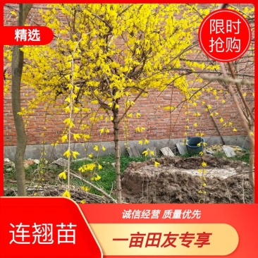 连翘苗50-60公分高，庭院，小区等绿化苗。