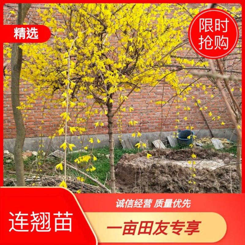 连翘苗50-60公分高，庭院，小区等绿化苗。