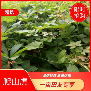 爬山虎,垂直绿化、立体绿化以及地被绿化