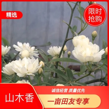 木香黄木香白木香，爬藤植物适合做花墙花架拱门长廊等
