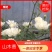 木香黄木香白木香，爬藤植物适合做花墙花架拱门长廊等