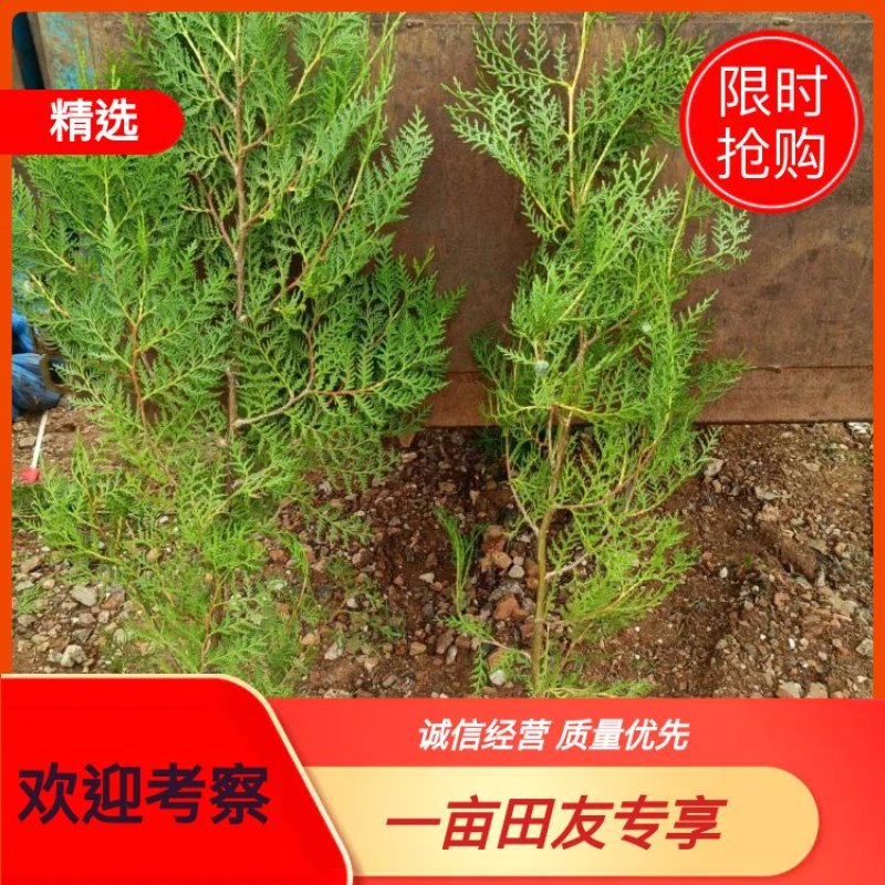 侧柏苗杯苗40高50高60高70高80高1米，1.5米