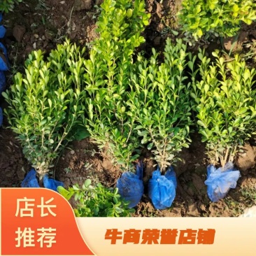 小叶黄杨50-60-70高诚信为本，农民直供