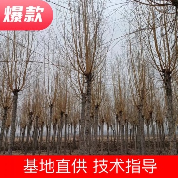 金丝垂柳，黄金柳8-15公分清地诚信为本，农民直供处理1