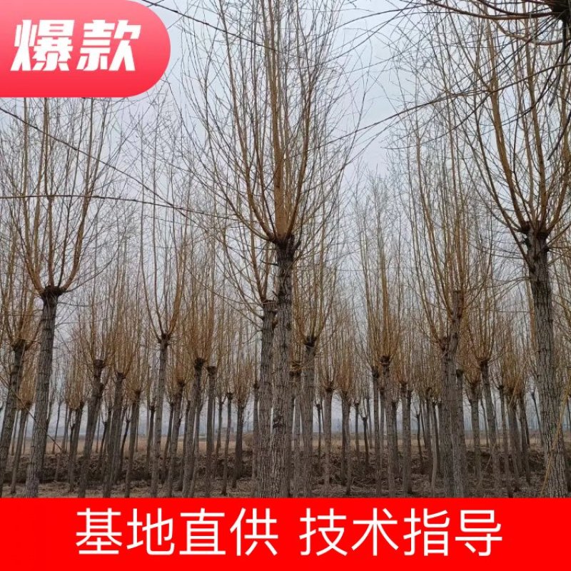 金丝垂柳，黄金柳8-15公分清地诚信为本，农民直供处理1