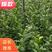 水蜡苗，水腊，水蜡绿篱，水蜡小苗，70-80高