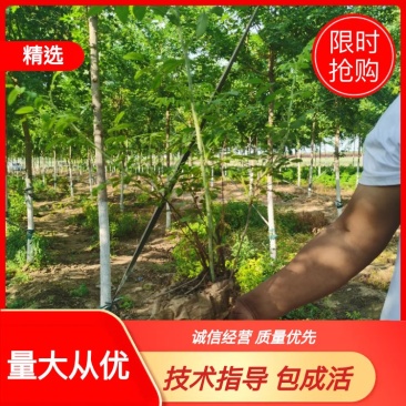 四季玫瑰四季玫瑰苗杯苗3分枝要的速速联系我