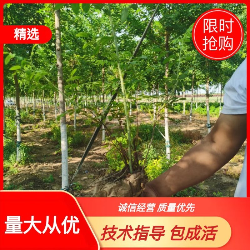 四季玫瑰四季玫瑰苗杯苗3分枝要的速速联系我