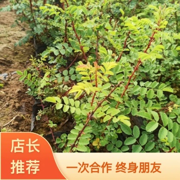 黄刺玫，黄刺玫杯苗，黄刺玫地苗大量诚信为本，农民直供。。