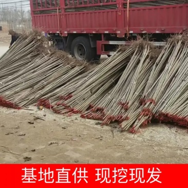 河北杨树苗规格齐全现挖现发量大从优欢迎咨询