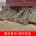 河北杨树苗规格齐全现挖现发量大从优欢迎咨询