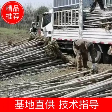 白蜡，速生白蜡3-4-5-7-9公分大量有货
