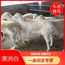 澳洲白纯种公羊正常配种预备公都有支持线上交易