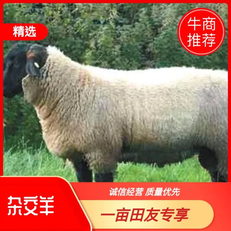 纯种萨福克基础怀孕母羊全国包邮技术跟踪服务