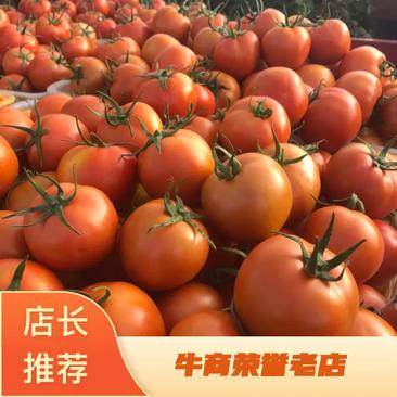 云南元谋西红柿大量上市了，价格美丽，一手货源欢迎咨询