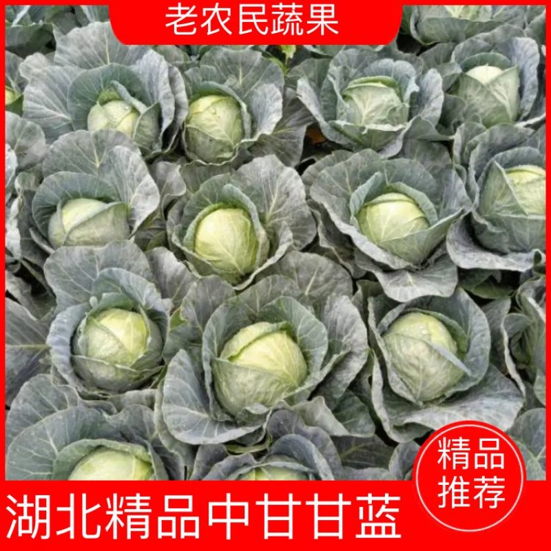 【甘蓝】湖北精品中甘甘蓝，大型基地保质保量代发全国