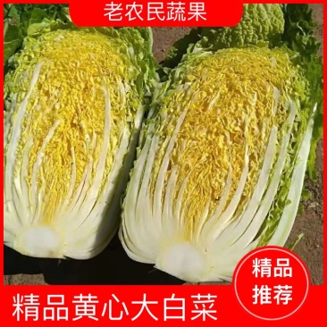湖北精品黄心大白菜，大型基地，现砍现装，保质保量