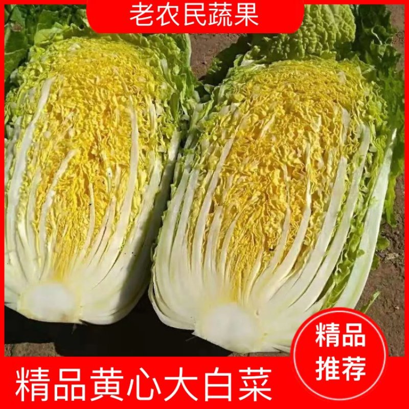 湖北精品黄心大白菜，大型基地，现砍现装，保质保量