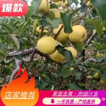 （精品）酥梨60~100g光果，皮薄肉多、酸甜可口
