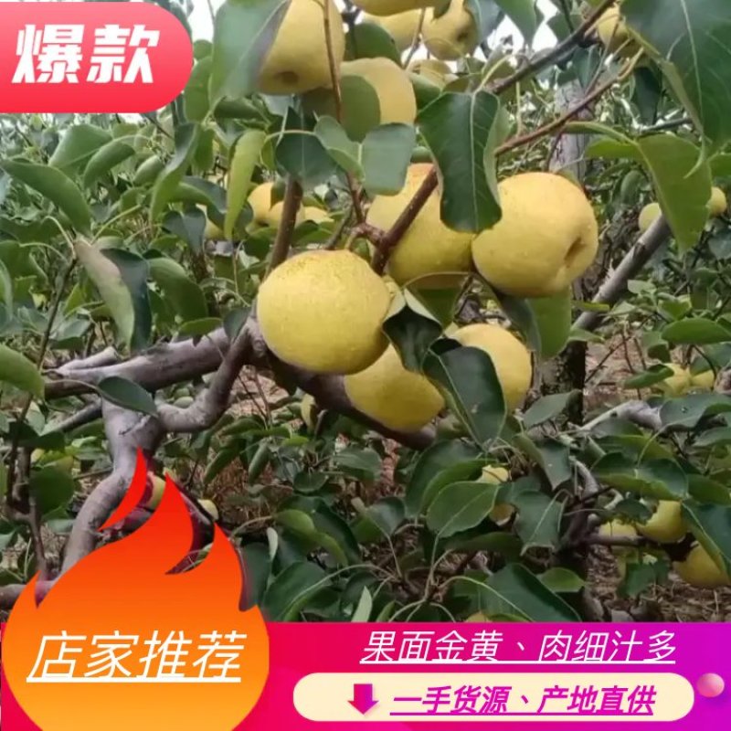（精品）酥梨60~100g光果，皮薄肉多、酸甜可口