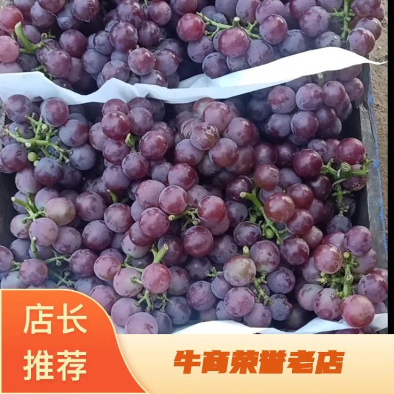 精品葡萄巨锋葡萄大量上市货源充足质量保证欢迎咨询