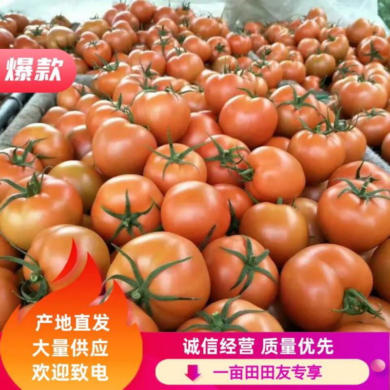 【精品】山东7845西红柿主产地专业代收代发货源充足
