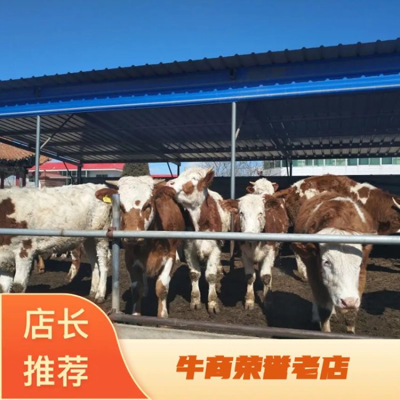 肉牛200~300斤