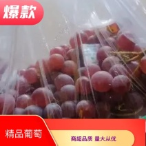 河北精品巨峰葡萄，口感好吃基地直发欢迎采购可视频看货