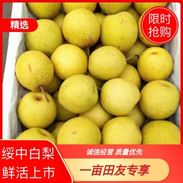 绥中白梨大量上市，皮薄肉厚
