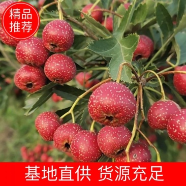 山东临沂费县沂蒙山区精品甜红子山楂大量上市中欢迎老板提前订购
