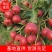 山东临沂费县沂蒙山区精品甜红子山楂大量上市中欢迎老板提前订购