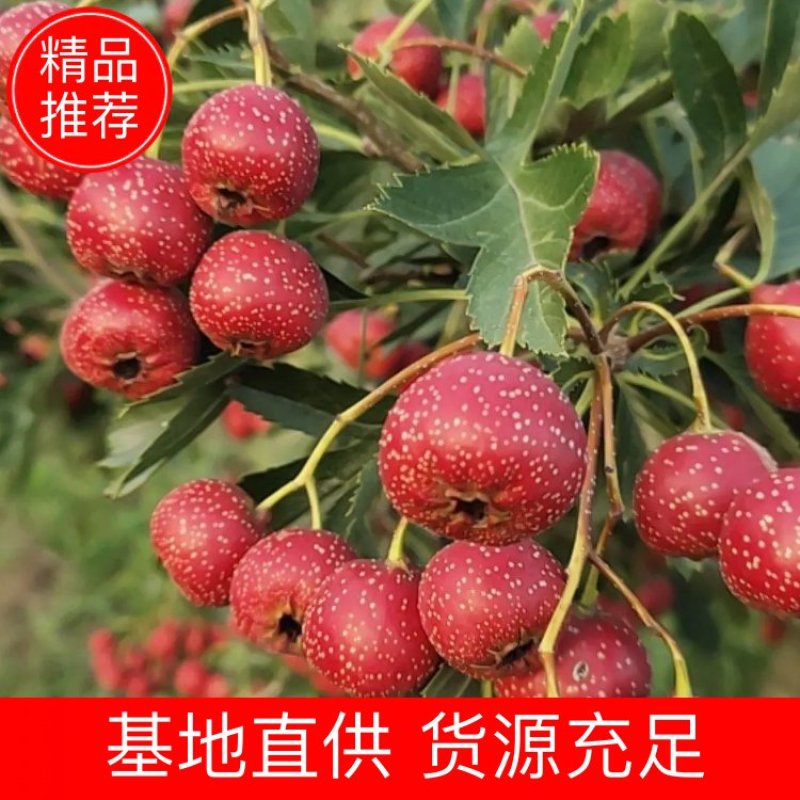 山东临沂费县沂蒙山区精品甜红子山楂大量上市中欢迎老板提前订购