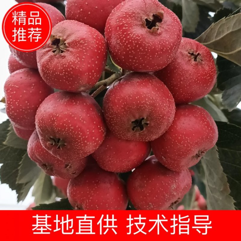 沂蒙山优质大金星上市，口感好颜色好，保证质量价格公道