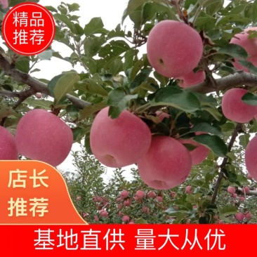 【推荐】通货，商品，大量红富士，量大从优可长期合作