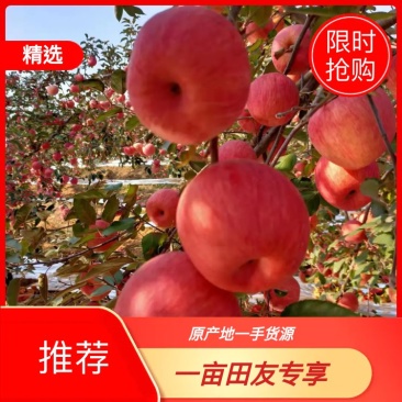寒富苹果绥中精品苹果产地直发货量大价格优欢迎订购
