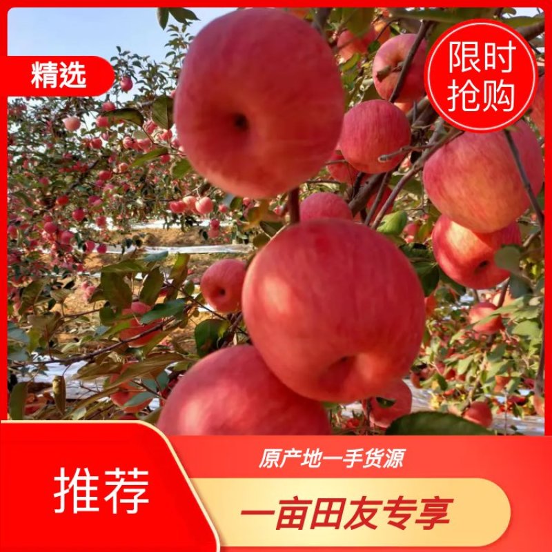 寒富苹果绥中精品苹果产地直发货量大价格优欢迎订购