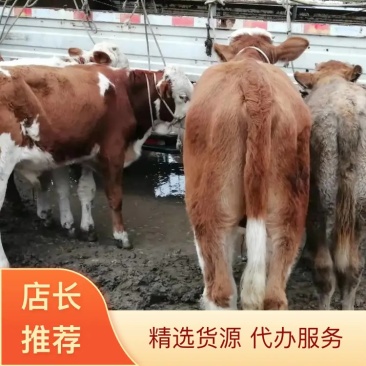 小公牛可视频看货产地直发养殖场供货