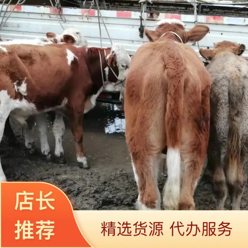 小公牛可视频看货产地直发养殖场供货