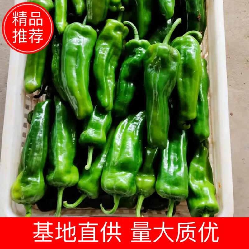 【精选】青泡椒安徽青椒产地直发商超品质真实报价