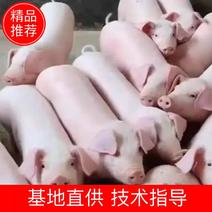 《二元母猪》长太母猪大白一元母猪二元母猪欢迎来电咨询