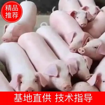 《二元母猪》长大母猪大白一元母猪二元母猪欢迎来电咨询