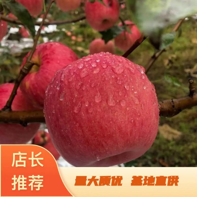 辽宁精品寒富苹果(产地直发)全红大量走货，量大质优售价8毛