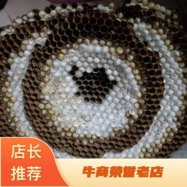 精品带巢鲜蜂蛹，七里，黄脚可挑选拿货，对接全国实力客户