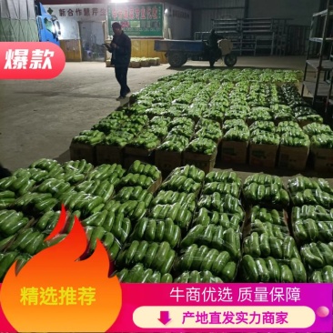 【西葫芦】绿皮西葫芦瓜形好颜色亮产地直销欢迎咨询
