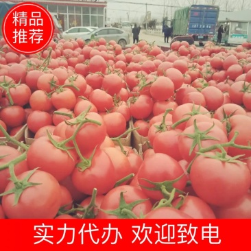 【西红柿】精品硬粉西红柿大量现货质量好价格优