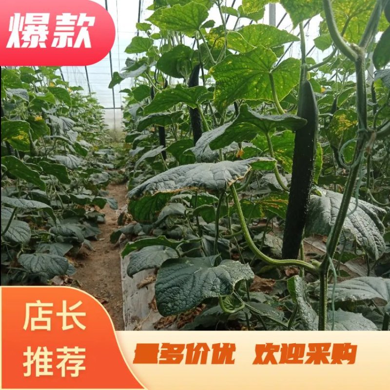 【黄瓜】精品密刺黄瓜质量好价格优大量上市中欢迎咨询
