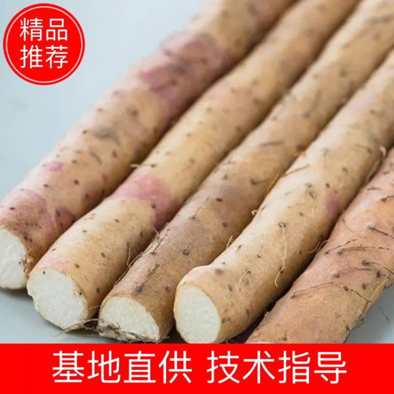 新鲜白玉山药，大量上市，产地直发天天有货保质保量，