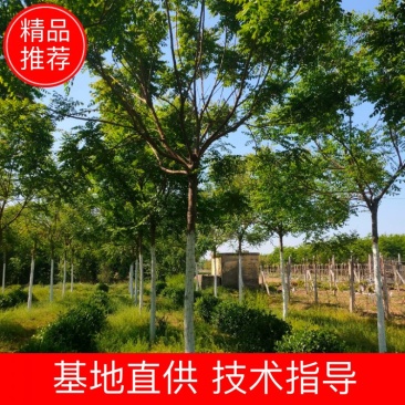 河北保定栾树8-12公分栾树质量一级