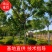河北保定栾树8-12公分栾树质量一级