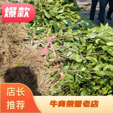【优质】湖南精品油茶苗基地直销带土发货量大优惠全国发货